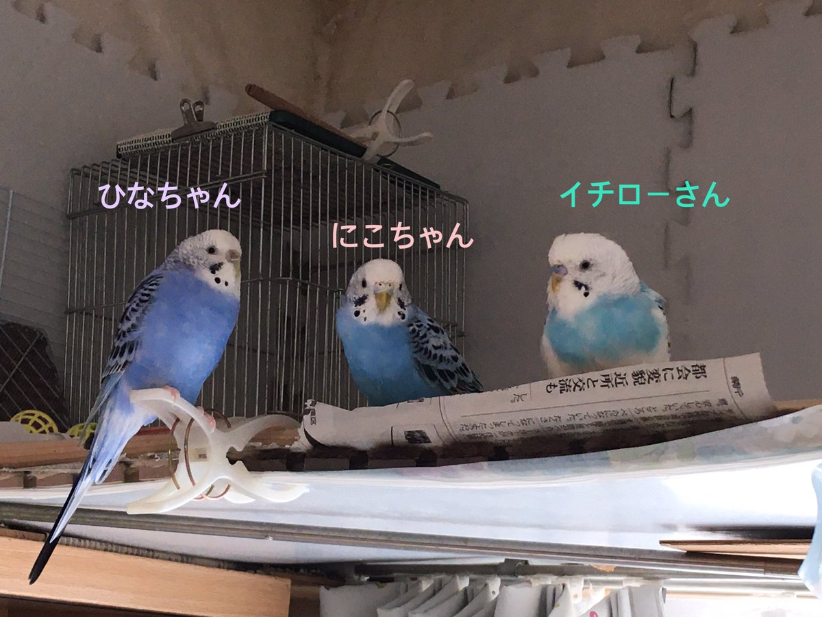 netaro_3's tweet photo. イチローさんの4才誕生日は家族みんなでお祝いできました㊗️
🤖皆さんありがとうございました✨

#セキセイインコ #イチロー #ひなちゃん #にこちゃん #サンちゃん #誕生日 https://t.co/dWy8yWmsnK