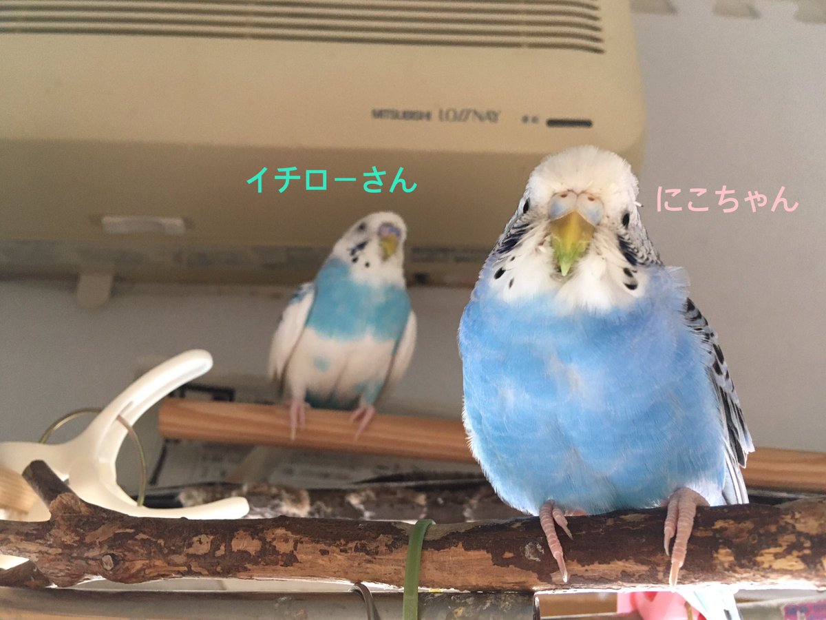 netaro_3's tweet photo. イチローさんの4才誕生日は家族みんなでお祝いできました㊗️
🤖皆さんありがとうございました✨

#セキセイインコ #イチロー #ひなちゃん #にこちゃん #サンちゃん #誕生日 https://t.co/dWy8yWmsnK