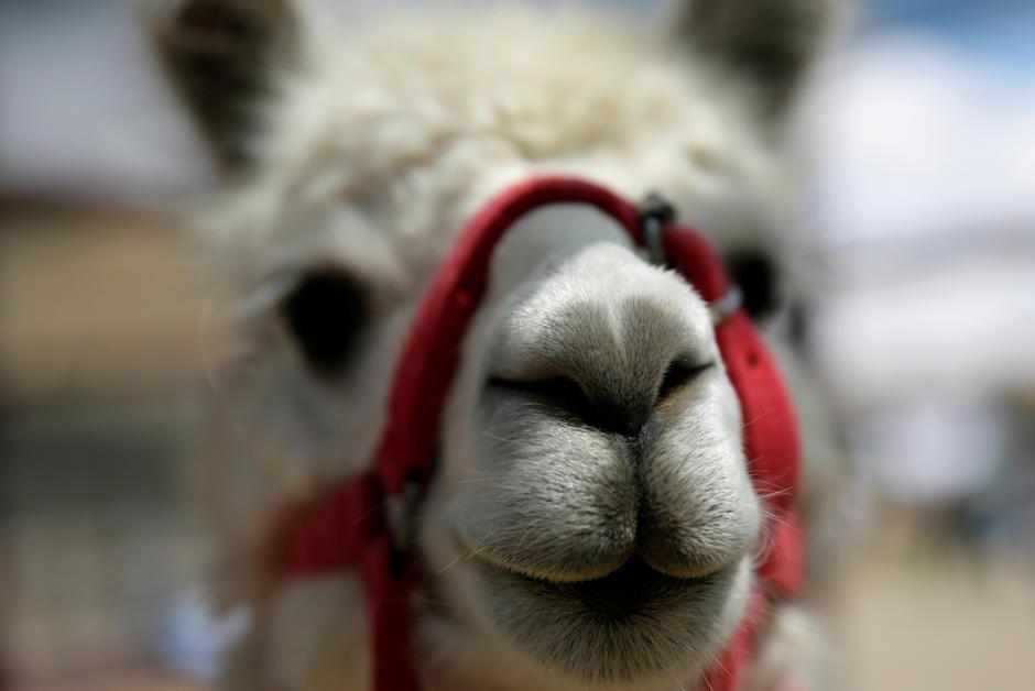 courrierinter's tweet photo. 🧪Le système immunitaire des lamas pourrait neutraliser le virus qui cause le Covid-19. L’anticorps, isolé par des chercheurs américains et belges, serait peut-être capable protéger les humains contre la maladie mortelle. https://t.co/ZeF7SXOPfb https://t.co/ozhF01iuaP