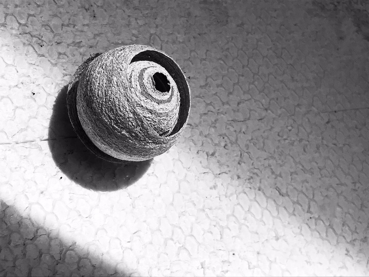 Crossroadsmoke's tweet photo. #bnw_captures #bnwphotography #natural #paperwasp #mobilephotography #blackandwhitephoto @xavierdaniel999 https://t.co/fay9QVXykt