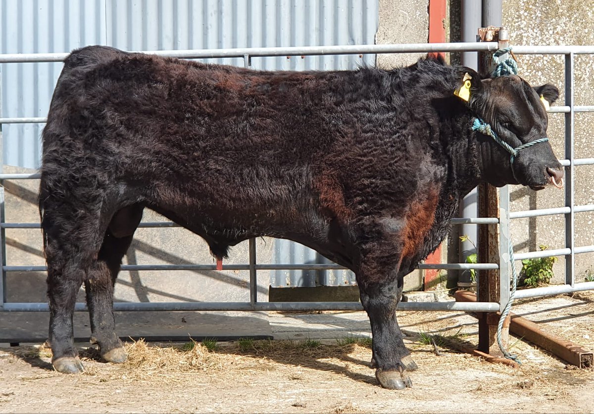 Lot 28 Kinard Steve heading to the Irish Angus Inaugural sale in Cashel Mart Co Tipperary next Friday the 8th of May.

- Bulls can be viewed from 11am.
- 44 quality bulls on offer.
This sale will be run in accordance with Government &amp; HSE guidelines. #breeding2020 #teamdairy