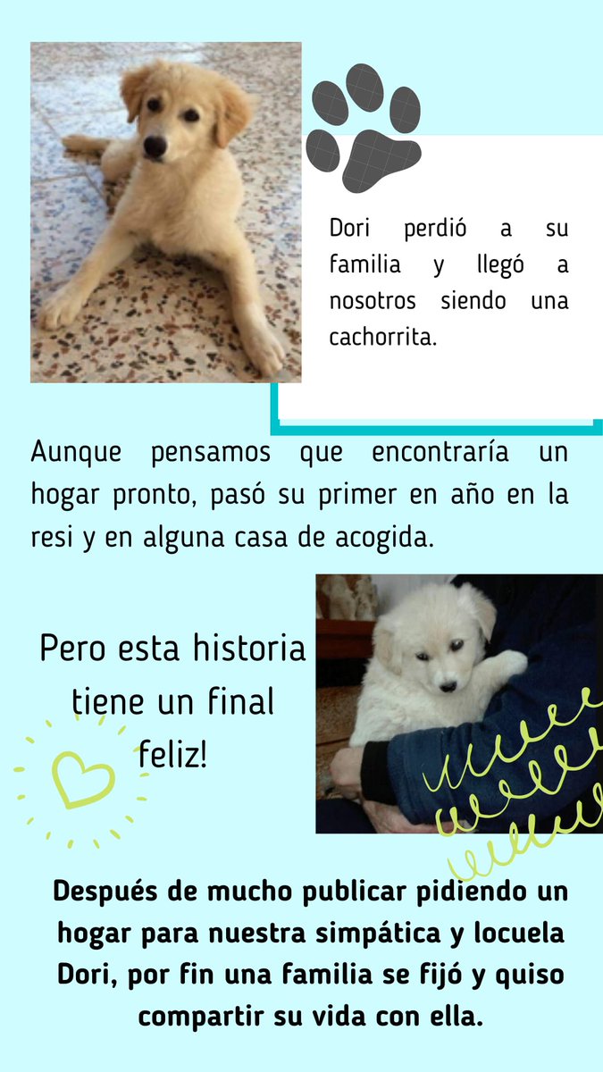 huellassalvadas's tweet photo. 🎁❤️ADOPTAR ES UN REGALO PARA ELLOS🎁❤️

Todos han tenido una vida dificil, pero nosotros podemos darle el mejor regalo del mundo.

UNA SEGUNDA OPORTUNIDAD

Os dejamos la historia de Dori y como esta ahora ya adoptada.

#adoptanocompres 
#adoptaunamigo
🗣️ info@huellassalvadas.com https://t.co/XixfqetnHW