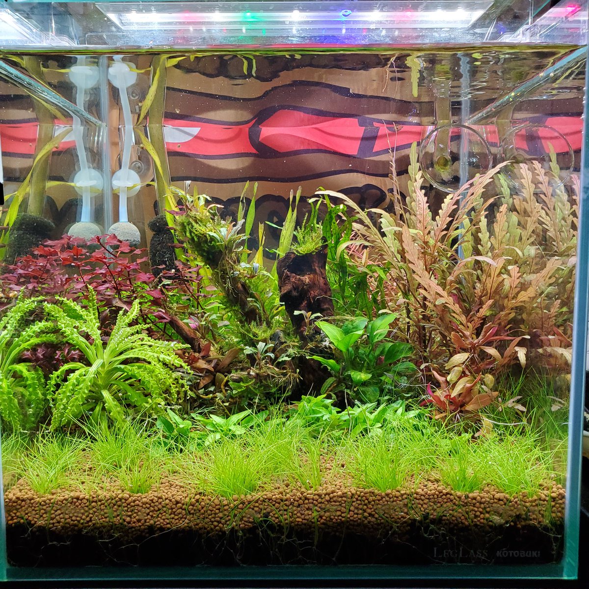 琉球パンダ tweet media