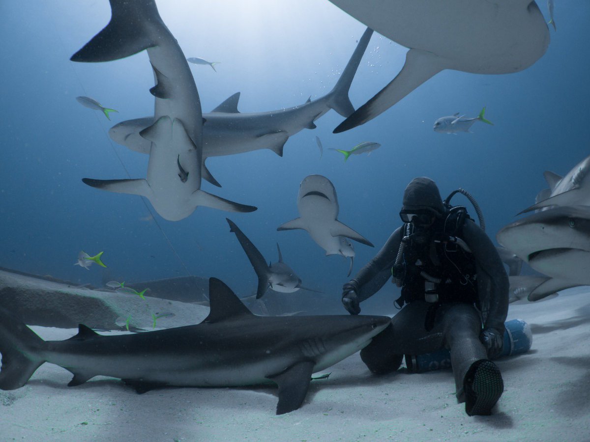the_big_scuba's tweet photo. The BiG Scuba Podcast E9 is out now! -@CristinaZenato chats with us about her life with the Caribbean Reef Sharks - it’s a positive and thought provoking conversation 💙🦈👌#Scuba #scubadiving #reef #diving #shark #sharkconservation #explore #tellingtruths #bloodlikehoney #ocean https://t.co/eOXQnRU2Vz