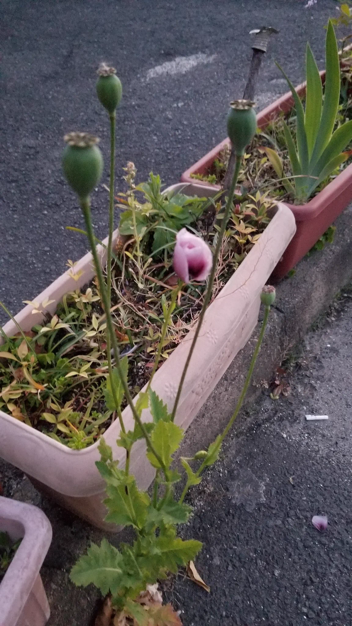 @Wildlife_daily ナガミヒナゲシの果実が好きすぎて、アツミゲシ詳しくなったり（写真のは通報済み）
この時期、同じケシでもふっくらした紫には気をつけないと。 