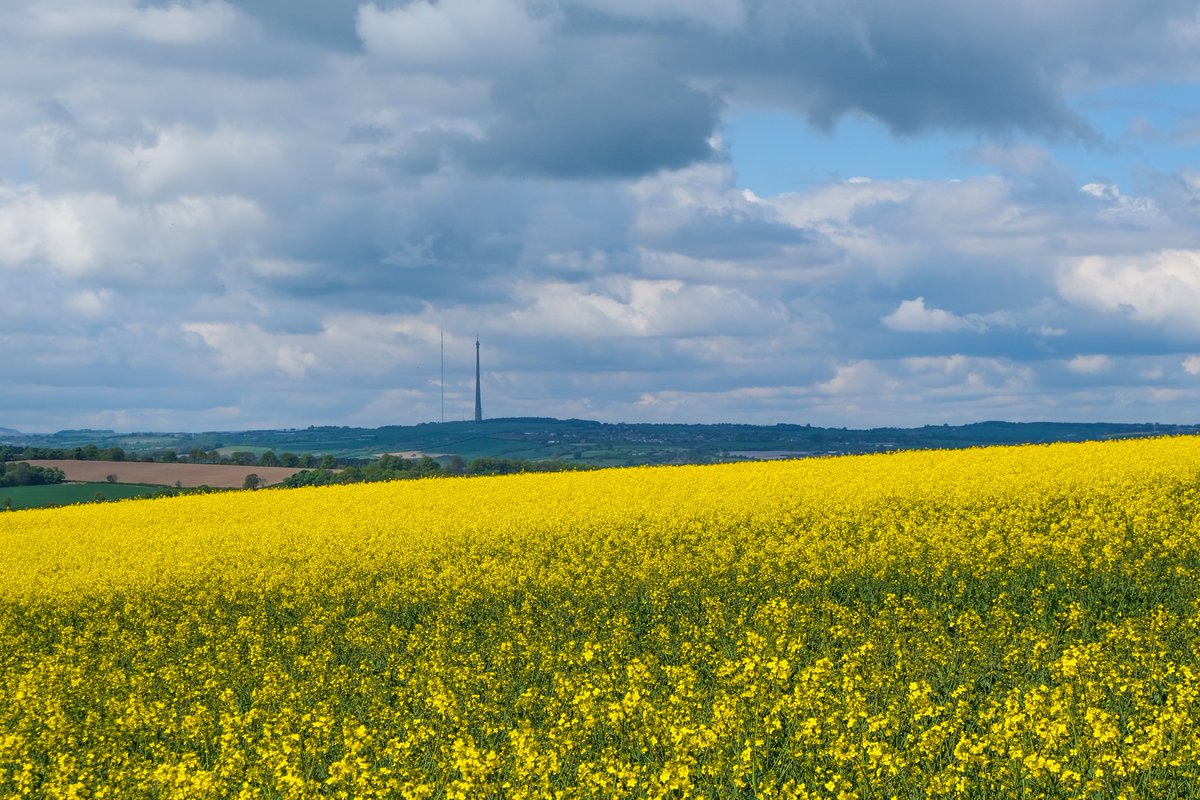 jsiberryimages's tweet photo. Couple of shots taken whilst on our walk yesterday. Particularly like how the bluebell image has turned out but also can't resist a shot of Emley Moor!
#barnsley #yorkshire #nature #bluebell #photography #BBCCountryfileMagPOTD https://t.co/bIiH7yX7HH