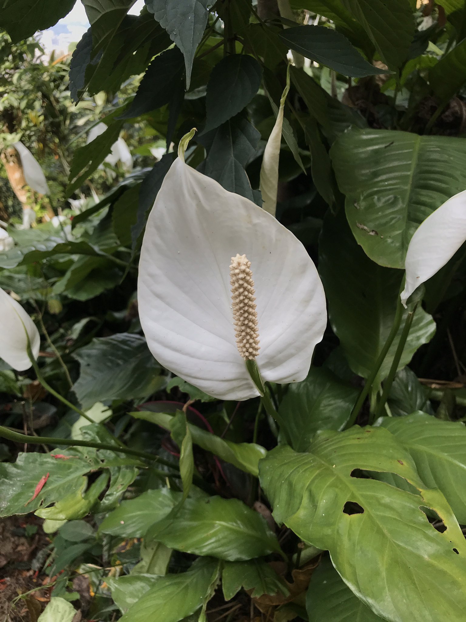 Raymonda 獅子頭山 白掌花 山裡開滿白掌花 T Co Qftpfxsev1 Twitter