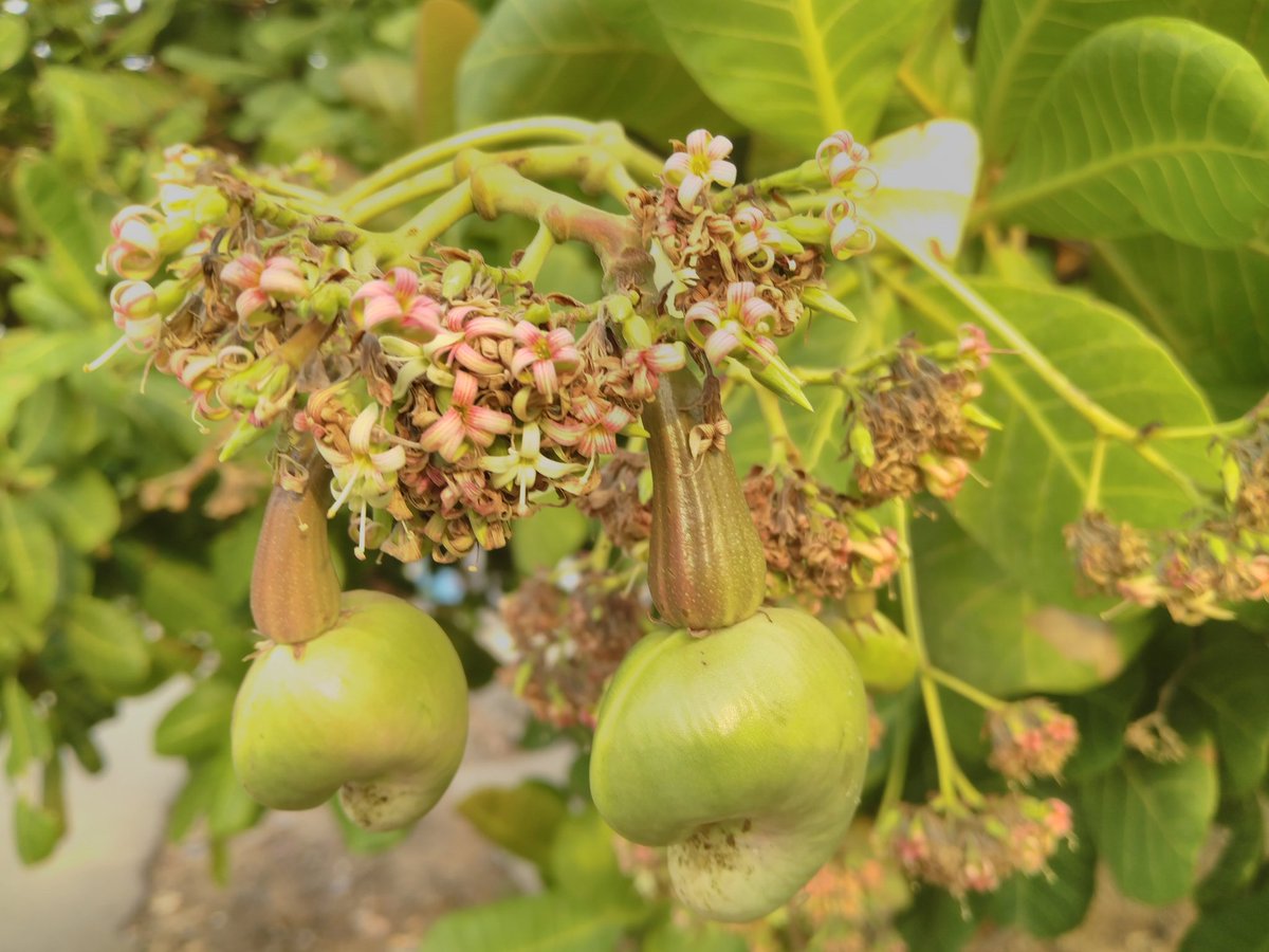 TabiJoda1's tweet photo. DYK a cashew tree grows from seed to fruiting in 25 months? 

In the last 6years, I planted over 7000 cashew trees in 18 communities in Central &amp; West Africa now producing #income, restoring #ecosystems &amp; degraded lands to achieve  #OneBillionTreesforAfrica #ResilienceForAll #DRR https://t.co/w15PYeCOFV