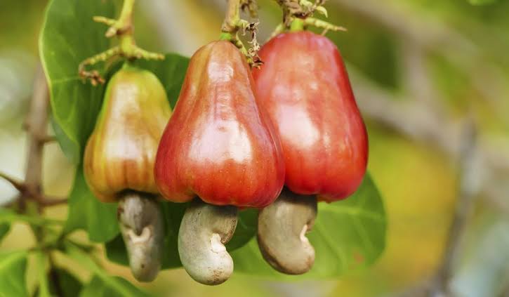 TabiJoda1's tweet photo. DYK a cashew tree grows from seed to fruiting in 25 months? 

In the last 6years, I planted over 7000 cashew trees in 18 communities in Central &amp; West Africa now producing #income, restoring #ecosystems &amp; degraded lands to achieve  #OneBillionTreesforAfrica #ResilienceForAll #DRR https://t.co/w15PYeCOFV