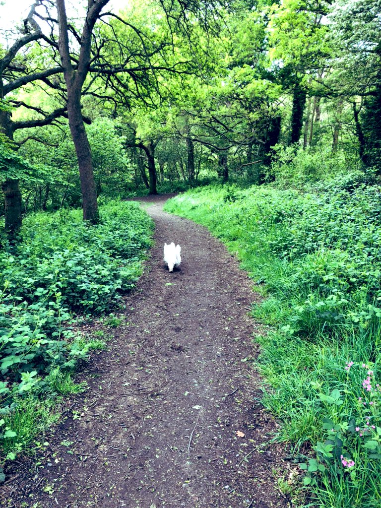 MissLewis2020's tweet photo. This mornings walk with Scruffy. We witnessed lots of caterpillars hanging from the trees. Could you write a setting description of the forest? I’d love to read them! 🐶🐛🦋@BenyonPS #benyonhomelearning #homelearning https://t.co/W24qlu93Yu