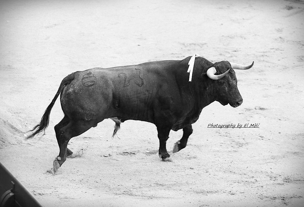 morenodesilva's tweet photo. Como ganadero de Saltillo fue Gallito uno de los toros más completos de los lidiados en Madrid.Por eso tengo su cabeza Sin duda un gran recuerdo https://t.co/fEsjKzLnG7
