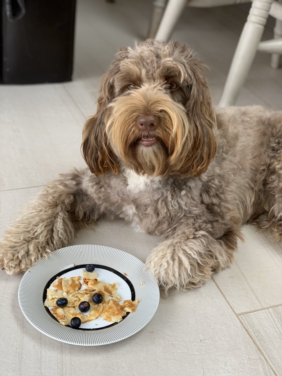 Milothechocapoo tweet picture