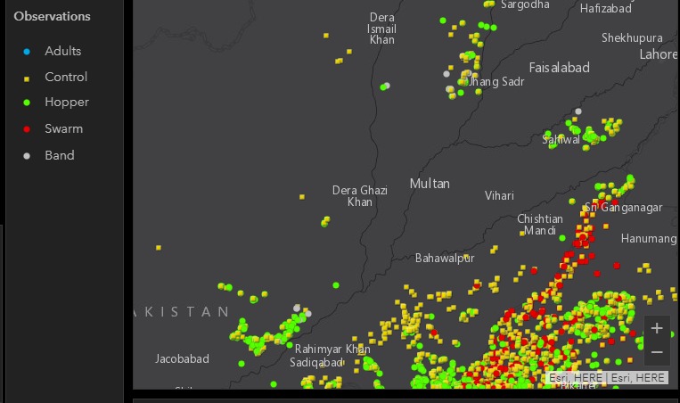  #LocustUpdate  #PunjabLocustUpdatePic 3 shows situation in PunjabIts controlled mostlyOperation against "Hoppers" going onSwarms are developing in Balochistan and LOC areas