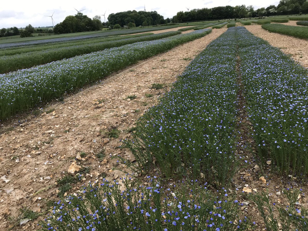 Reynald_Linea's tweet photo. Contrôle des puretés variétales lin fibre et oléagineux d hiver terminé pour aujourd’hui. Les floraisons ne s arrêtent pas le dimanche. #selectionpassion #breeding #lin https://t.co/IjEOU3cvdR