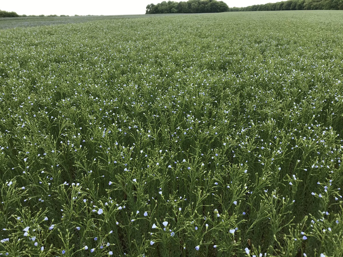 Reynald_Linea's tweet photo. Contrôle des puretés variétales lin fibre et oléagineux d hiver terminé pour aujourd’hui. Les floraisons ne s arrêtent pas le dimanche. #selectionpassion #breeding #lin https://t.co/IjEOU3cvdR