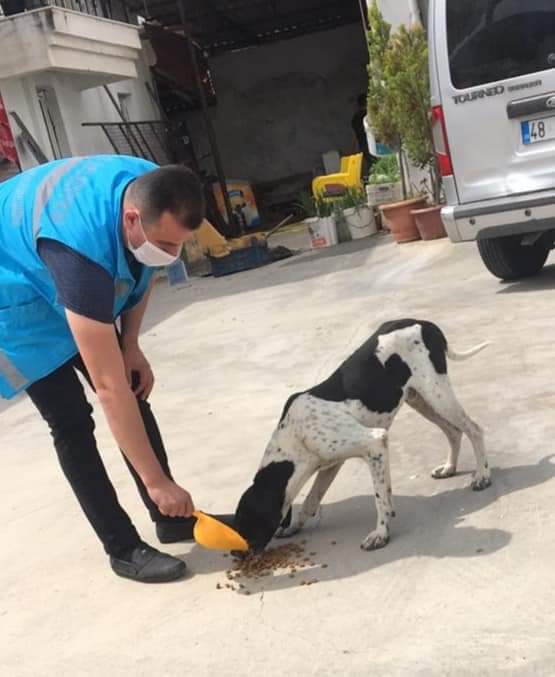 MilasBelediyesi's tweet photo. SOKAKTAKİ DOSTLARIMIZI DA UNUTMUYORUZ 🐈🐶

Hep birlikte başaracağız derken onları da bu işin içinde tutuyoruz..
Onlarda bu süreci bizim ve tabi ki sizlerin desteğiyle atlatacak. Herşey en yakın zamanda çok güzel olacak ❤️ https://t.co/ktIlEMR2Gr