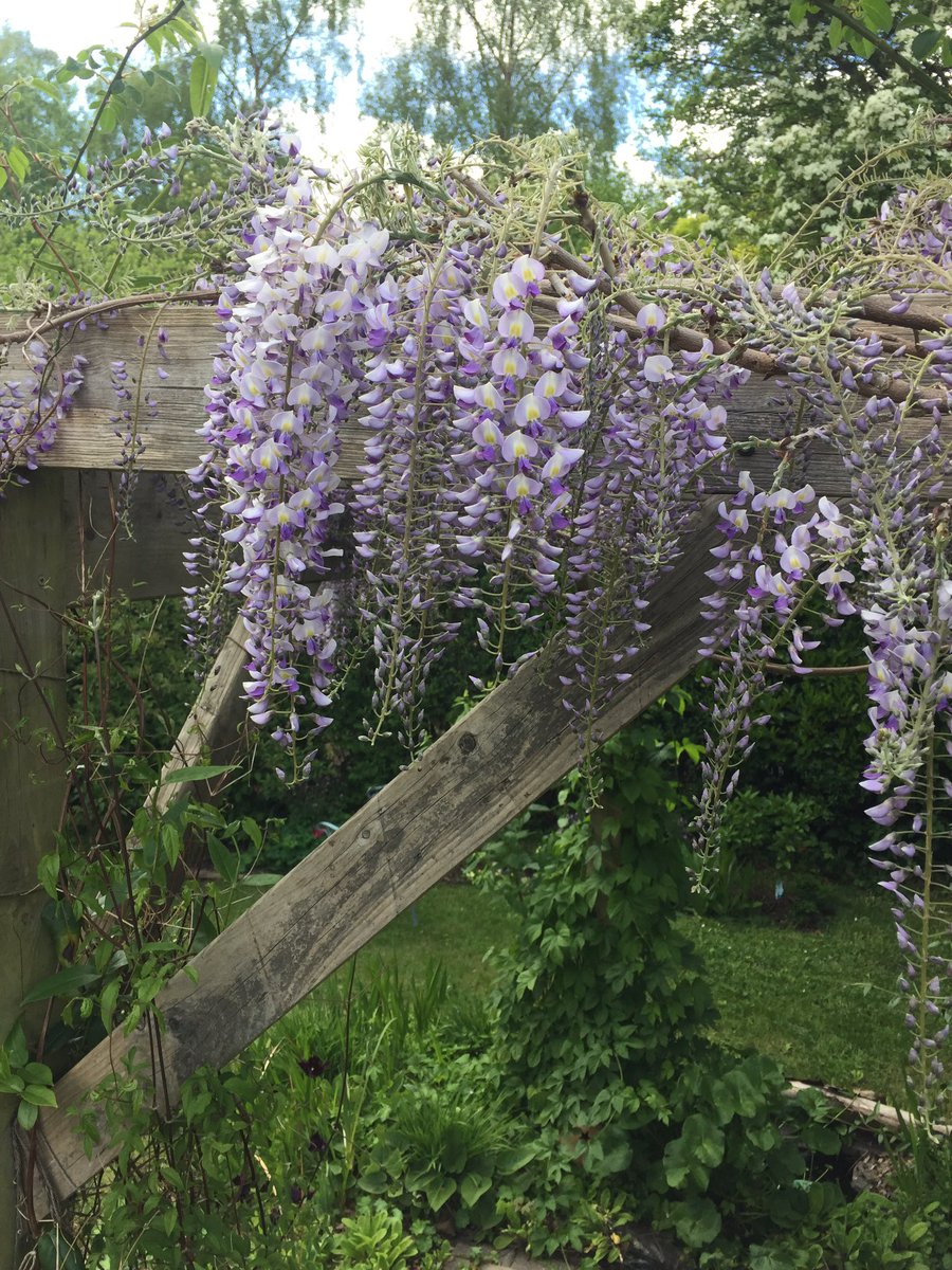 May the cat helping with my drawing practice - feeling extremely rusty but enjoying studying the rhythm of the flowers instagram.com/p/B_uNpgKlyhB/… #wisteria #wisteriahysteria #continuouslinedrawing #gardenlife