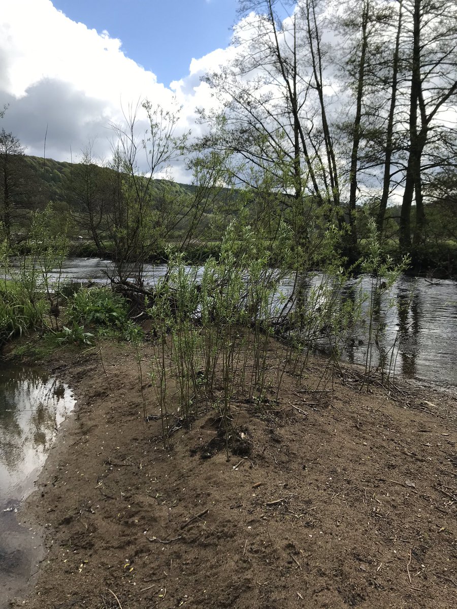 So it’s difficult to find #wild ish places to visit during #lockdownexercise within walking distance of home. Despite living in a #nationalpark the best I can manage is #river in the local #park . It’s either this or the green desert. #nature #peakdistrict #whitepeak