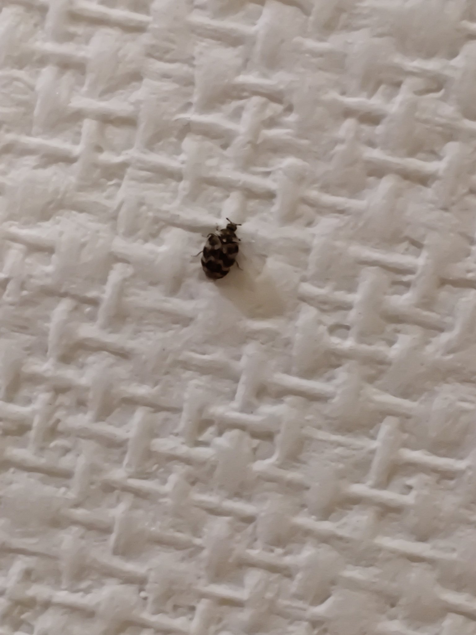 とみ姉 たまーに小さい虫を室内で見つけるんですが これなんの虫かわかる方いますか 大きさは2ミリくらいで 必ず1階の階段にいます 他の部屋では見たことないです T Co Csgkntwcvb Twitter