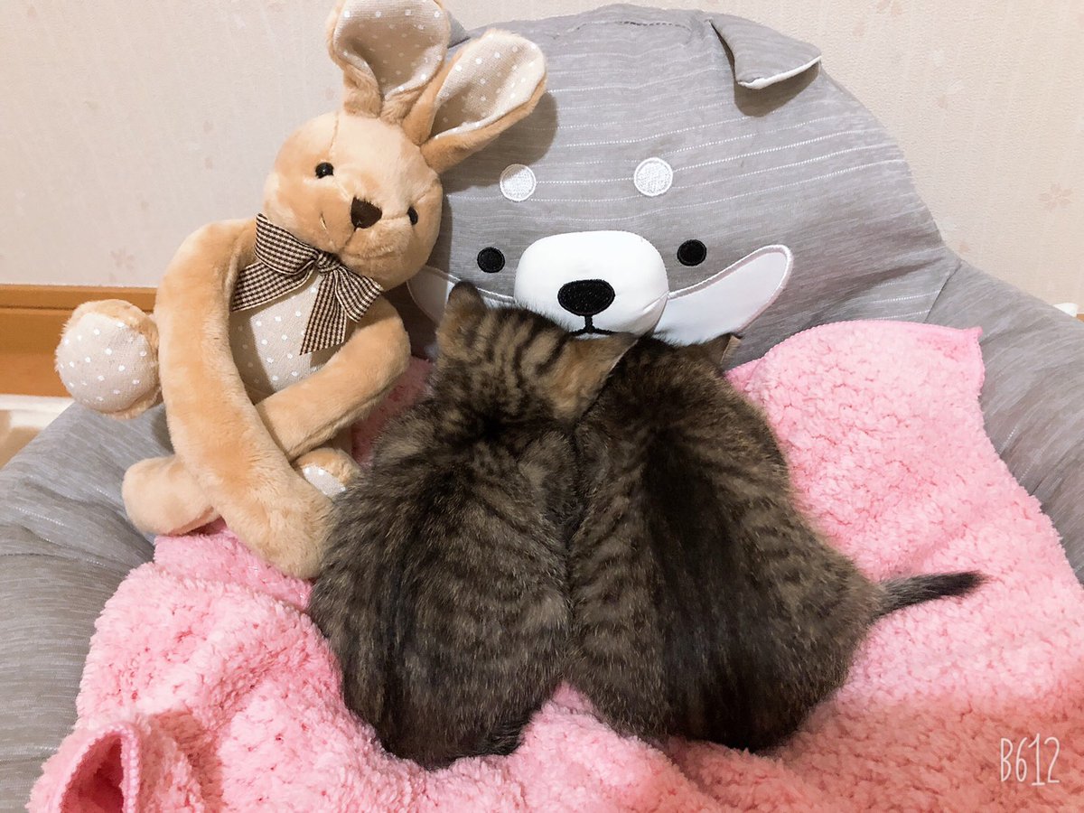 JETggsl's tweet photo. 子猫、動物病院行って元気になって餌もバクバク食ってるとのこと！良かった… https://t.co/gXo1R6lwkE