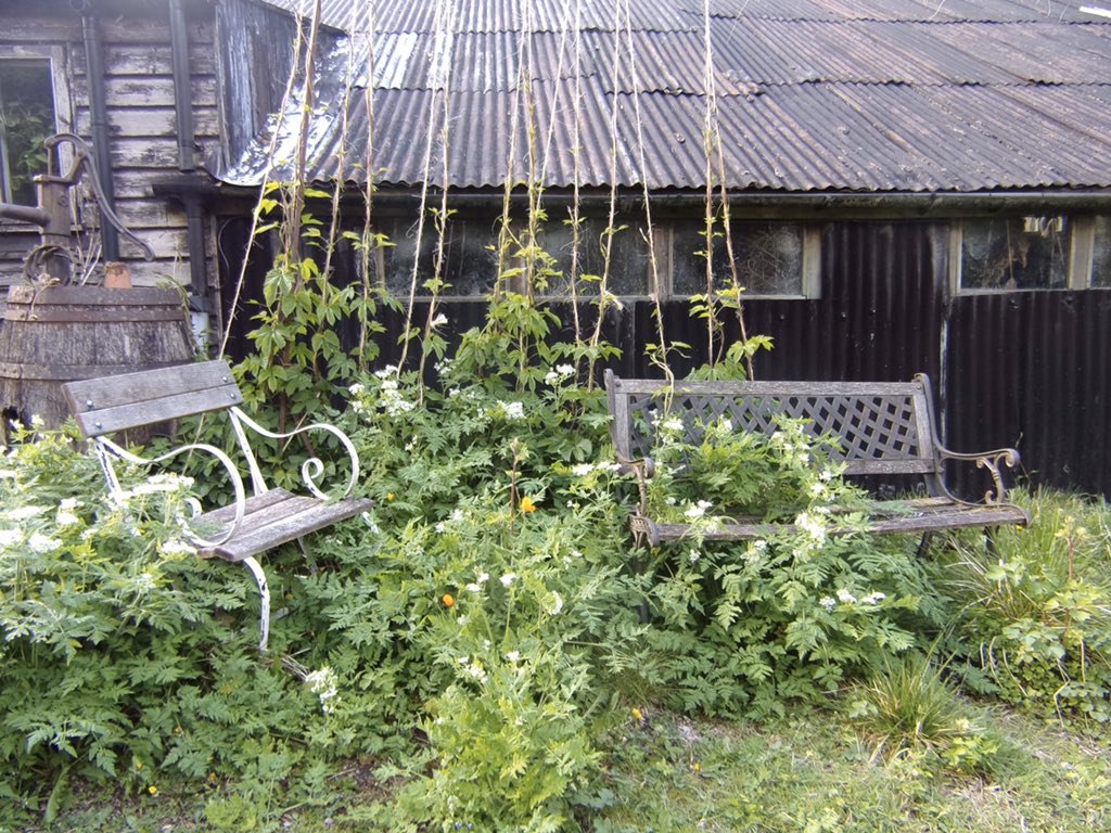 nantybeddgarden's tweet photo. Hops and sweet cicely in the potager this morning. Bench currently out of action!! #growthisspring #hops #potager #overthebridgetowales #oldbench https://t.co/SMlaQO9qn1