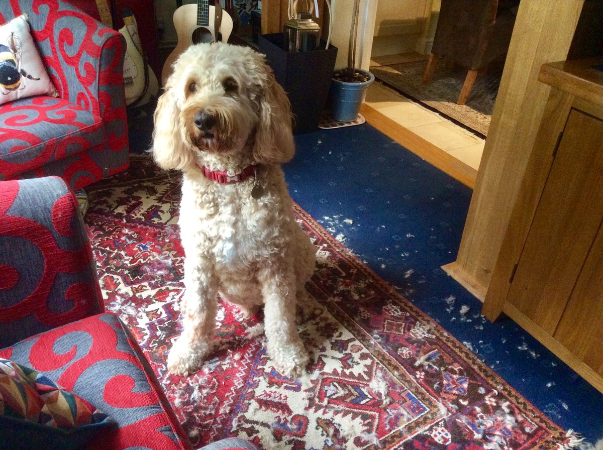 ludoodle's tweet photo. Ludoodle#lockdown after several days of fur chopping and many bowls full of fur, one home groomed doodle. https://t.co/oysh1xDT66