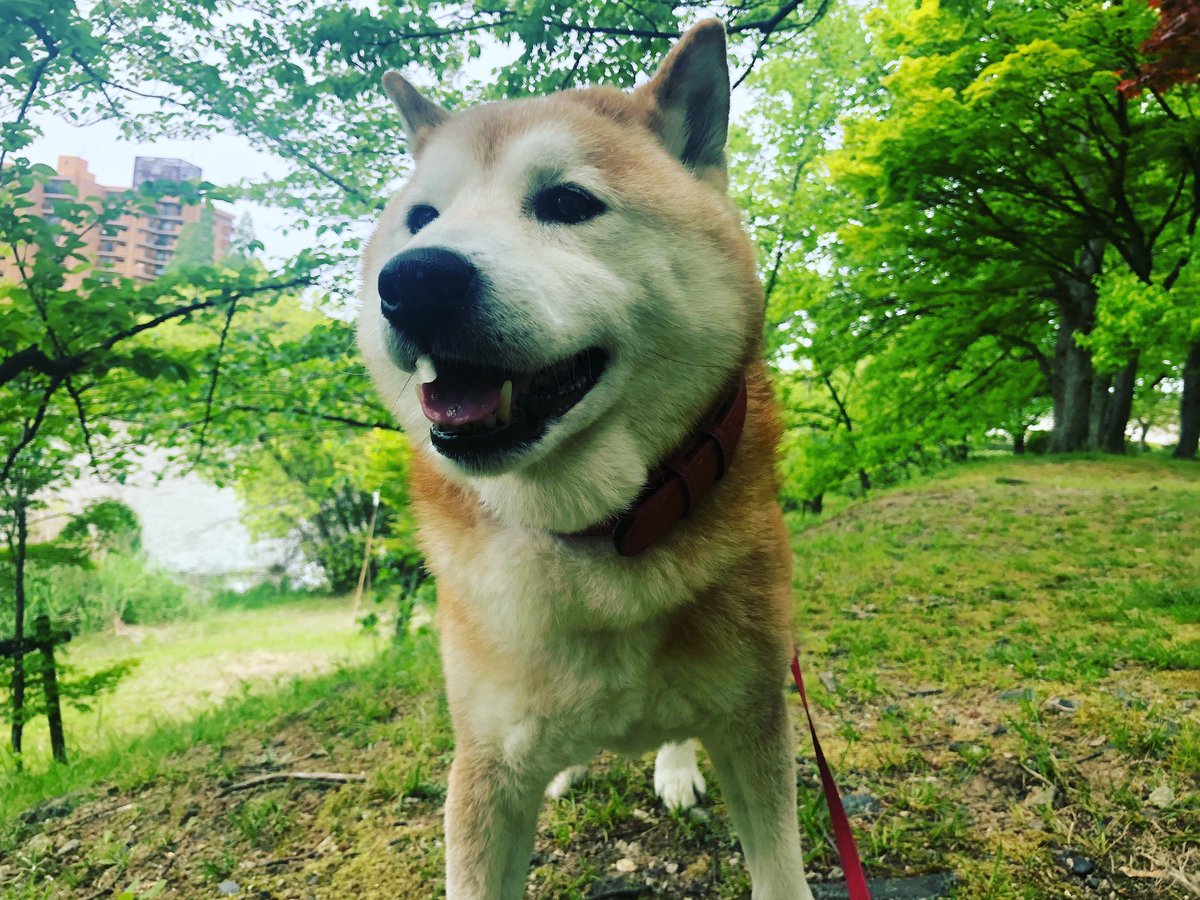 真希ナルセ マキ Auf Twitter どうぶつの森 柴犬銀次郎 リアルどうぶつの森