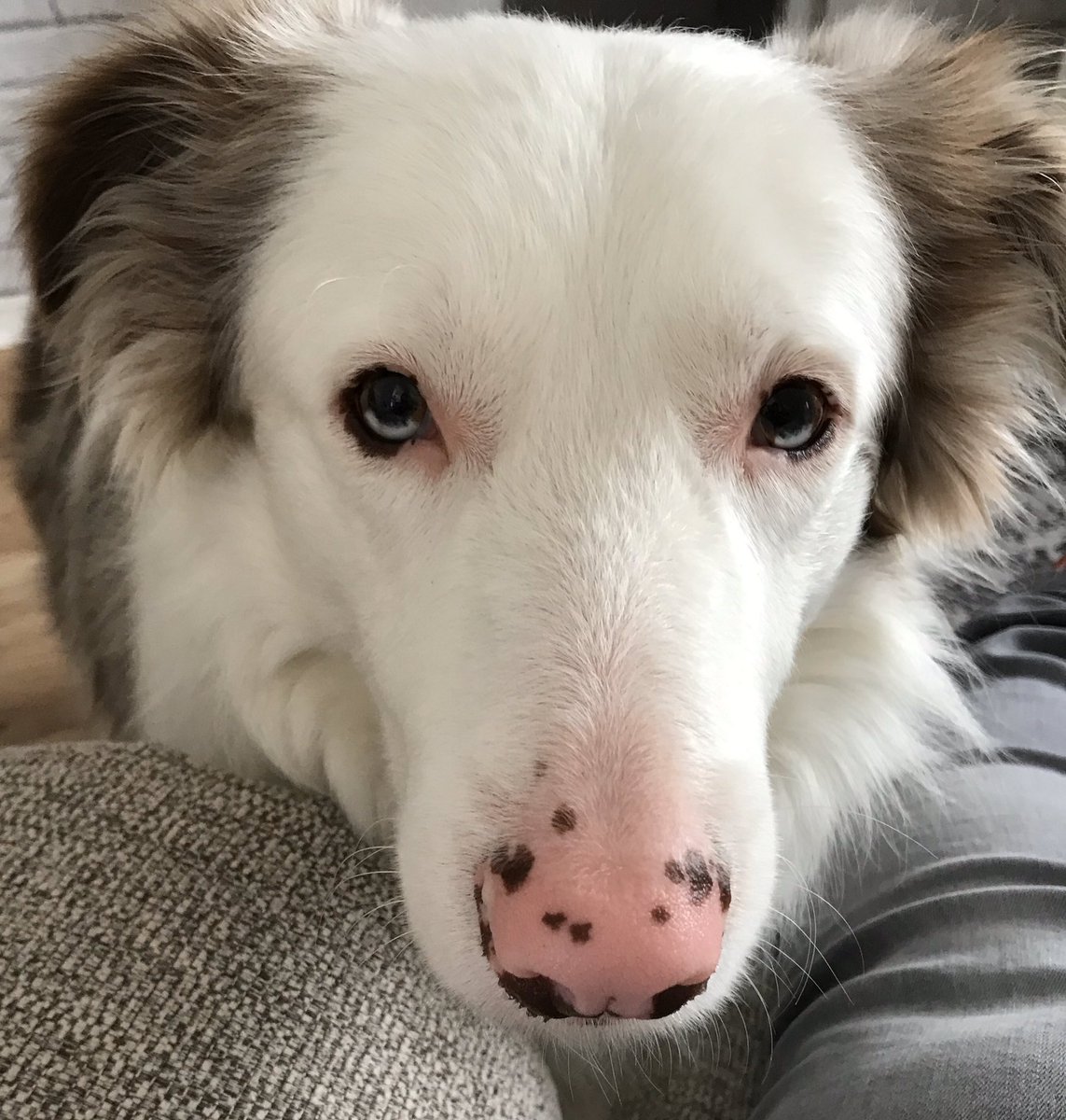 border collie pink nose