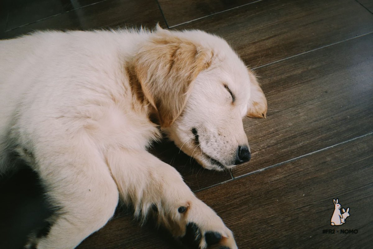  124/366we have a new member of the family !! her name is feebie !! she's 2 months old and really calm and sweet. i know u love all dogs but i think u and feebie would get along great :> she already enthusiastically responds to claps!!