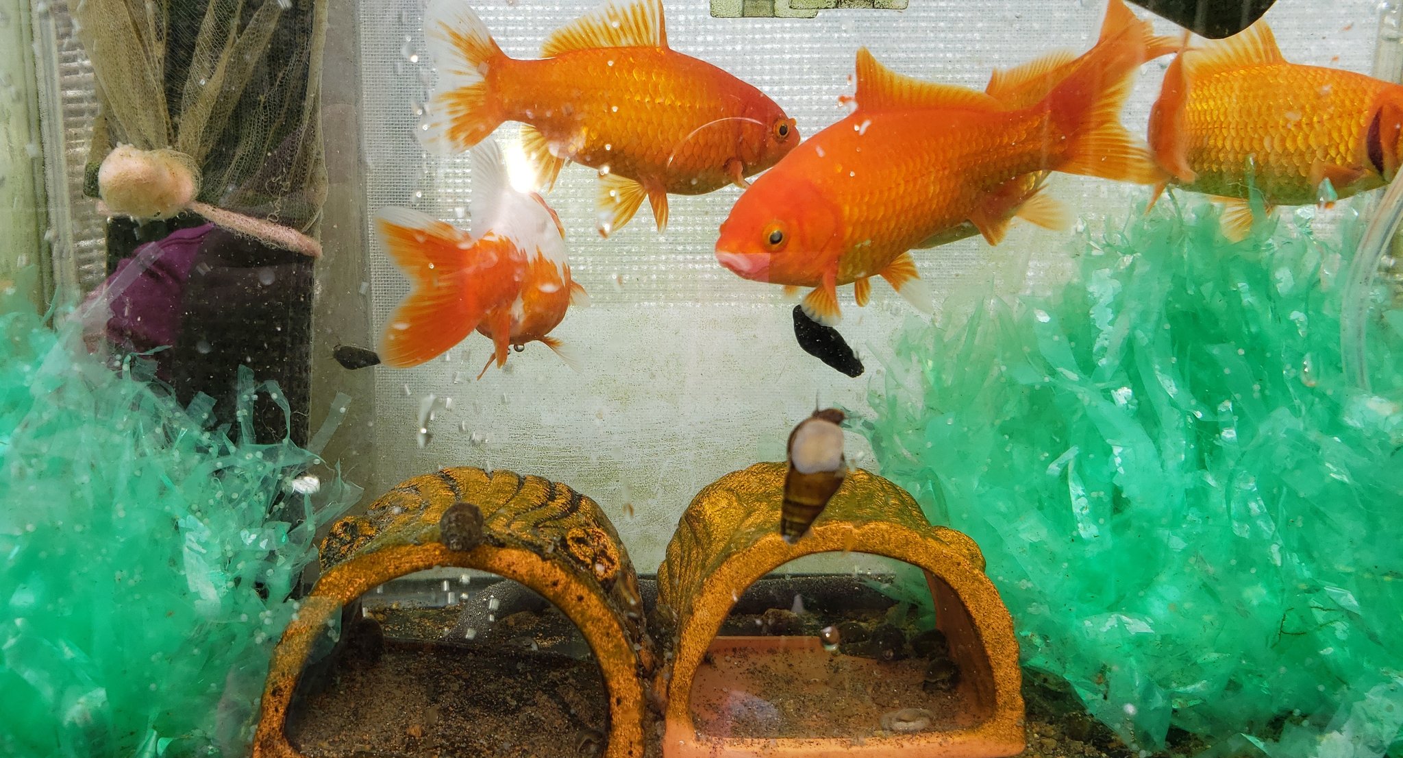 猫好きおやぢ 家にいた金魚がお腹パンパンなので 別水槽に移したら 卵産みました さて 初めての金魚の卵 どうしよう T Co Xkvlee29cc Twitter