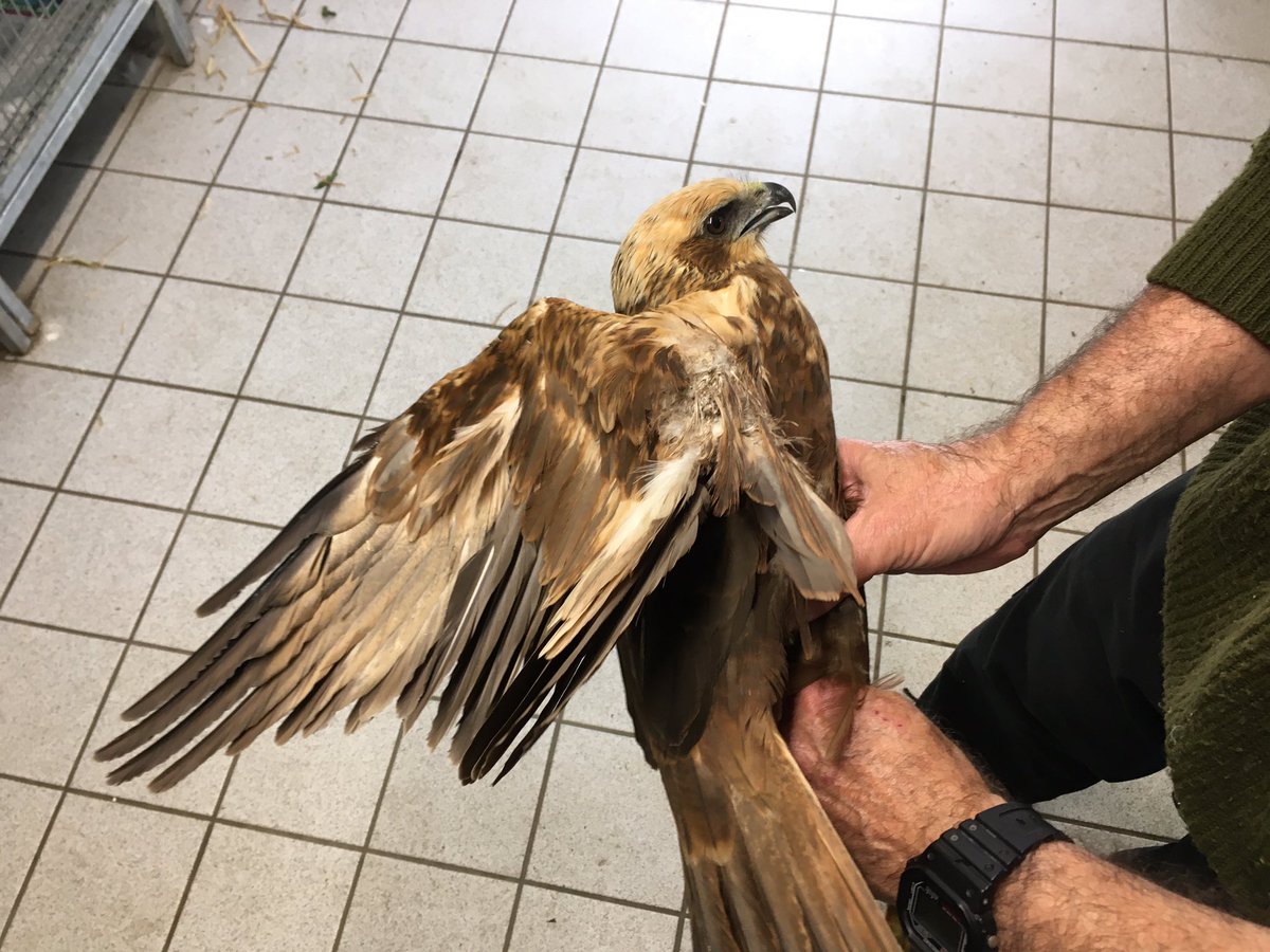 mussennagel's tweet photo. Vrouw bruinekiekendief met gebroken vleugel midden in het open gebied van de Noordoostpolder gevonden. Kan daar nergens tegen iets aan vliegen. Dit riekt aan alle kanten. #wrnop. #roofvogelvervolging. https://t.co/VXw8AE9hJG