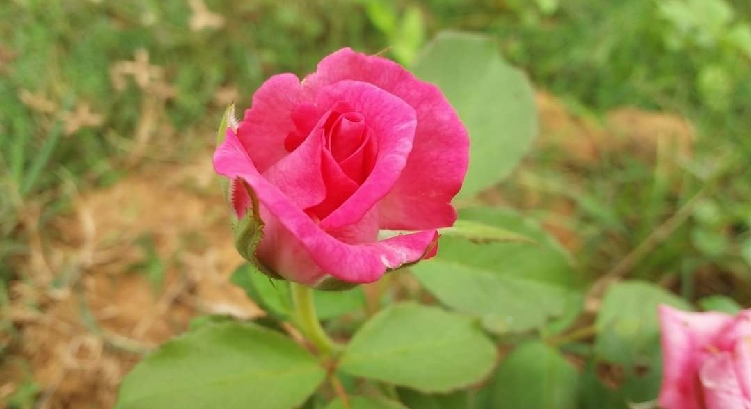 تو ایک بار جو دل کی زمیں چھو لیتی 

تو پھر میں اگلا قدم اسمان پر رکھتا❤️

💞💐💞💐💞💐💞💐💞