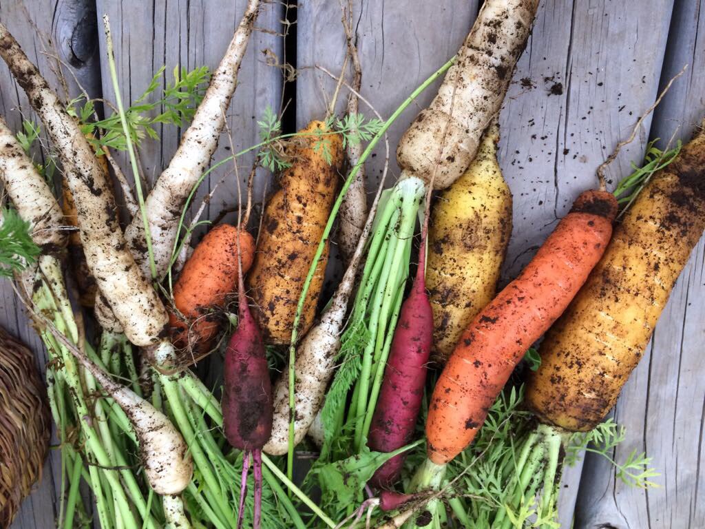jtomasibarra's tweet photo. @HuertasAdeo Ufaaaa! Por acá mis zanahorias de la temporada pasada! Saludos https://t.co/0X5V2Evh2p