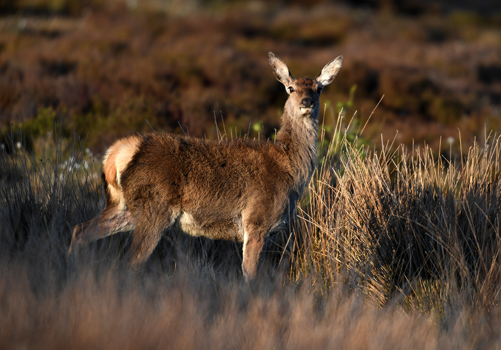 andyjonesfoto1's tweet photo. Red Deer, Sheffield - 1st May 2020 @Natures_Voice #RedDeeer #reddeer #goldenlight #eveninglight #Local https://t.co/C3BPWDF2zv