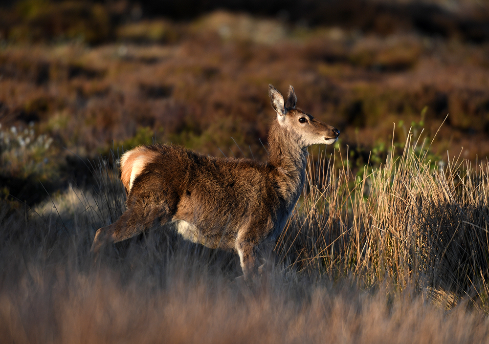 andyjonesfoto1's tweet photo. Red Deer, Sheffield - 1st May 2020 @Natures_Voice #RedDeeer #reddeer #goldenlight #eveninglight #Local https://t.co/C3BPWDF2zv
