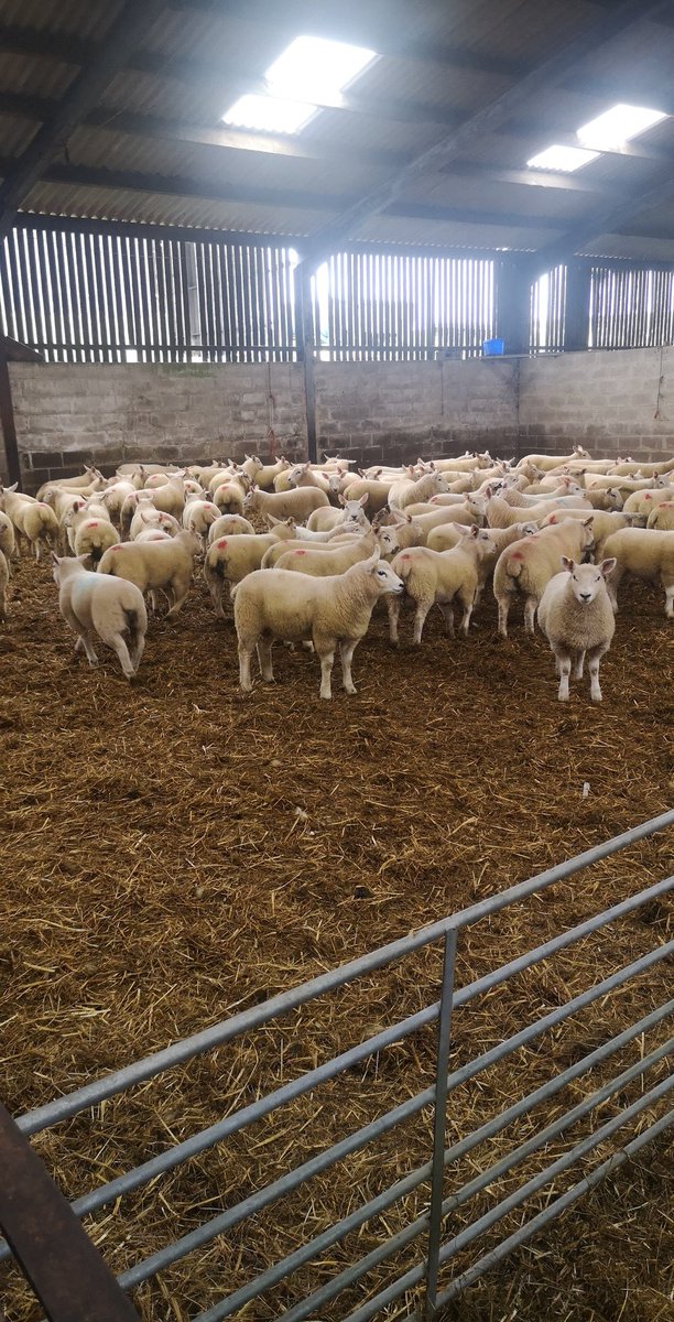 First lambs off 💪💪👌👌