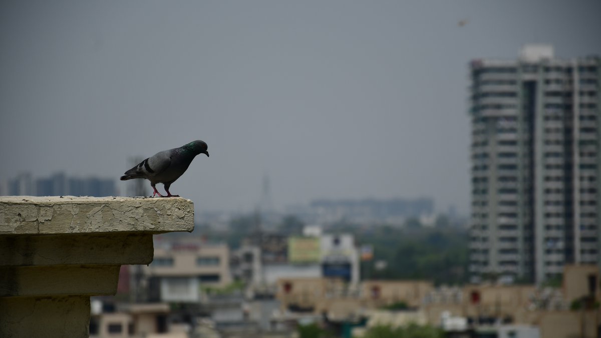 nitinrajput930's tweet photo. “She decided to free herself, dance into the wind, create a new language. And birds fluttered around her, writing “yes” in the sky.” 
― Monique Duval

#free #bird #lockdownindia #COVID19India #Covid_19 #photography #Building https://t.co/XexGEOaRTi