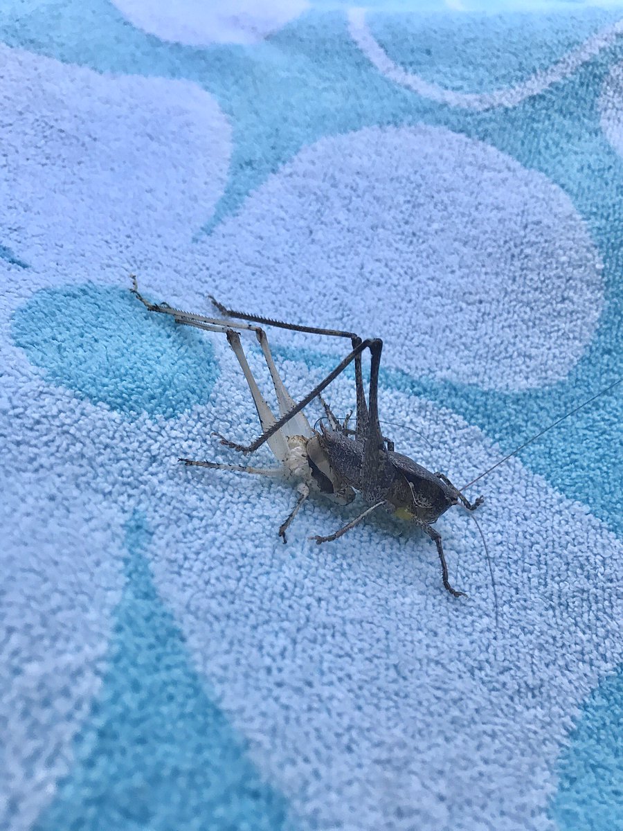 Phil Kaufman tweet media