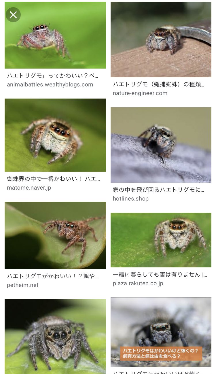 三増 紋右衛門 3密を避けた余興のご相談承ります 公園で日向ぼっこしてたら 小さなクモくんに懐かれた 気付いた幼馴染が払っても払っても 足から腕 頭と何度も行ったり来たりして遊んでた もんえもんランド 連れて帰りたかったけど 生き物の