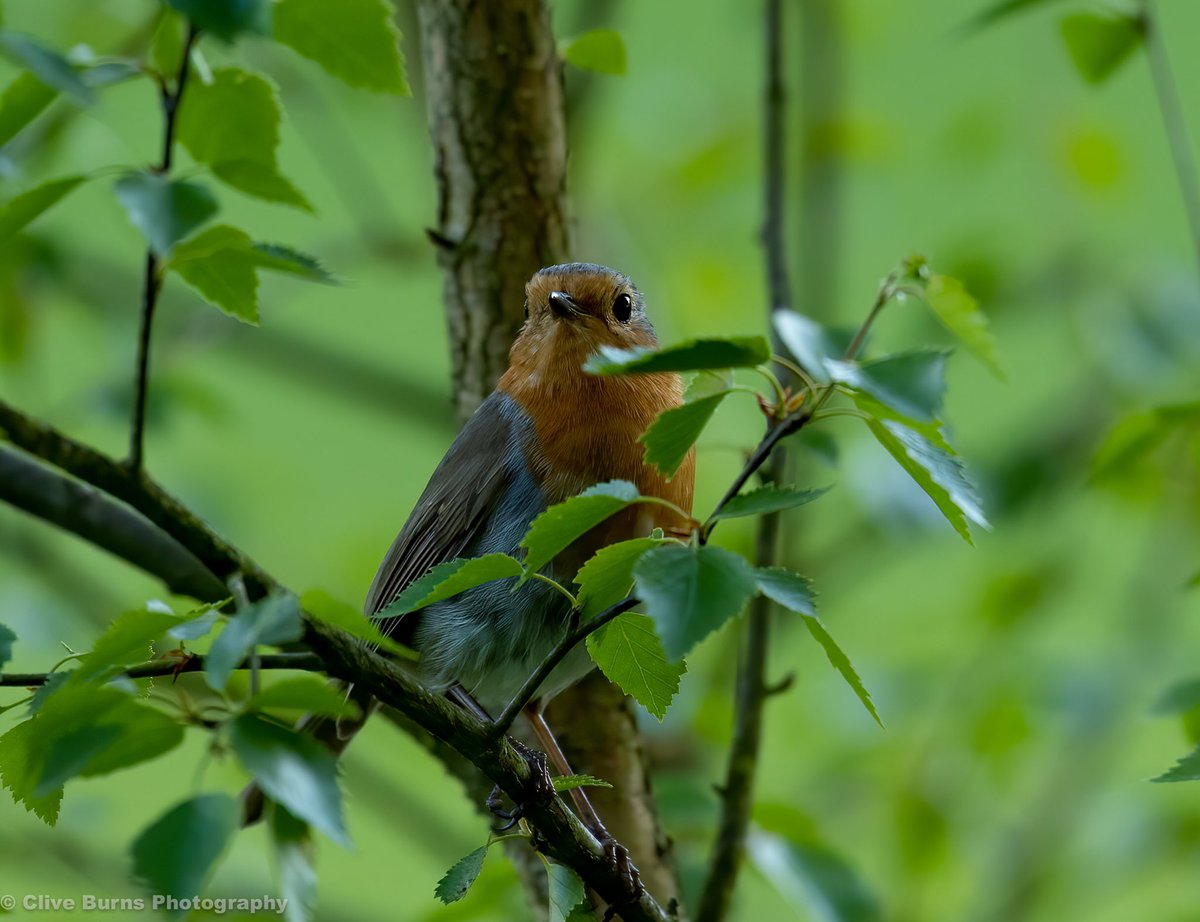 CliveBurns5's tweet photo. A #lockdown image of a #Robin from the garden. #BBCCountryfile #bbccountryfilePOTD #BBCSpringwatch #WildlifeMag #BBCWildlifePOTD #natures_voice #rspb_loves_nature #birds #RSPB #_BTO https://t.co/LF6jmNvPWh