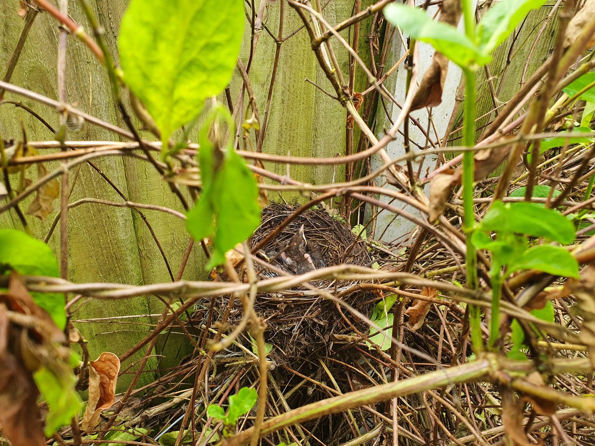 Ghatweetathoa's tweet photo. Blackbird nest and occupants https://t.co/Xqbvtpud5e
