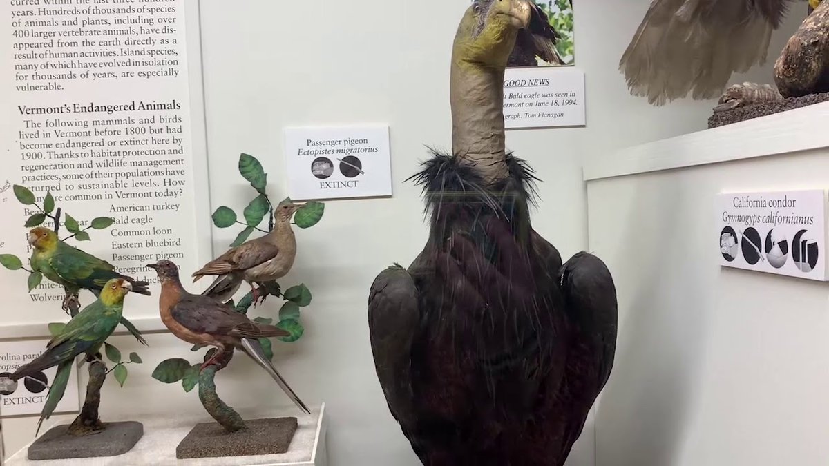 FairbanksMuseum's tweet photo. Got the #rainy #Sunday blues? Warm up with a look inside the @FairbanksMuseum 's #endangered #animals collection: https://t.co/mv1ZGy7MM0
#VT #Vermont #NEK #OnlineEducation #OnlineLearning #NH #NY #VTEducation #EdTech #4Sciencevt #homeschool https://t.co/MjSzKIJYSm