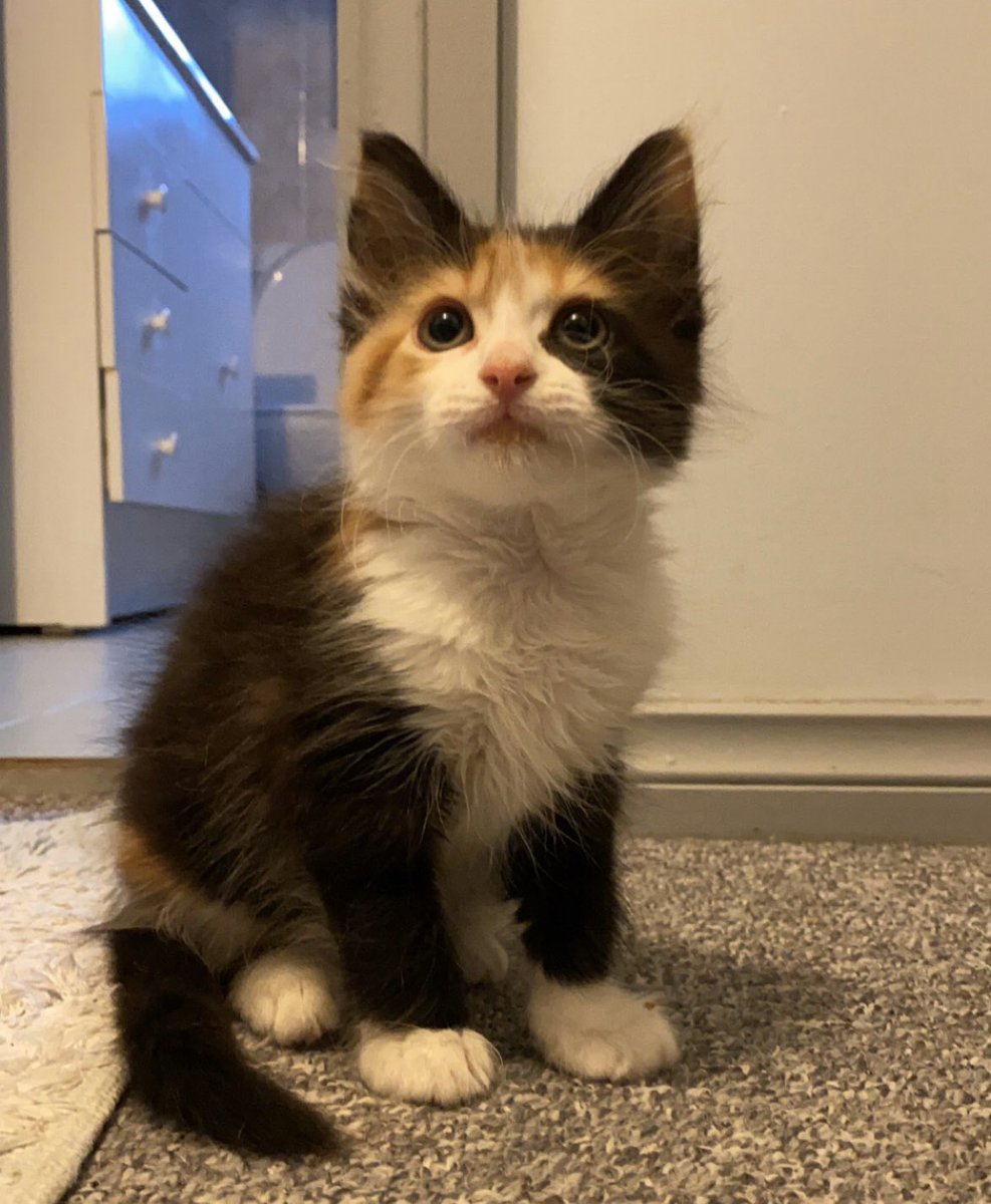 eosbutt's tweet photo. here’s an update on the baby 🥺🥺 he’s been growing up well!! soft and scraggly but still tiny https://t.co/zb3HGDeNXe