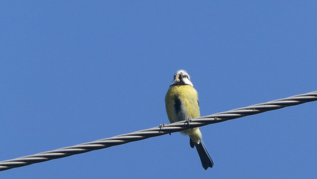 jmpicasprat's tweet photo. Avui una #mallerengablava crec, fent l’aperitiu #mallerenga #ocells #ocellsdecatalunta #birds #casserres #berguedà #324eltemps
@Jordisolerramio https://t.co/mLKEyOsiUP