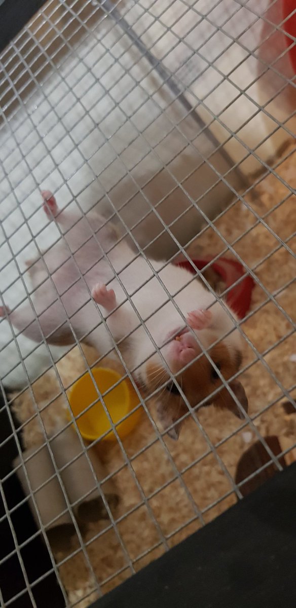 This is E's little Arthur. He likes to climb and dangle from the roof of his hamster home. Silly hamster. 
Hes a Syrian Hamster and is only about 4 months old. ❤
Share your pets. 
<a href="/Windmill_CE_Sch/">Windmill CE Primary</a> <a href="/y5_windmill_CE/">y5_windmill_ce</a> <a href="/Y3_Windmill_CE/">Year 3 Windmill CE</a>