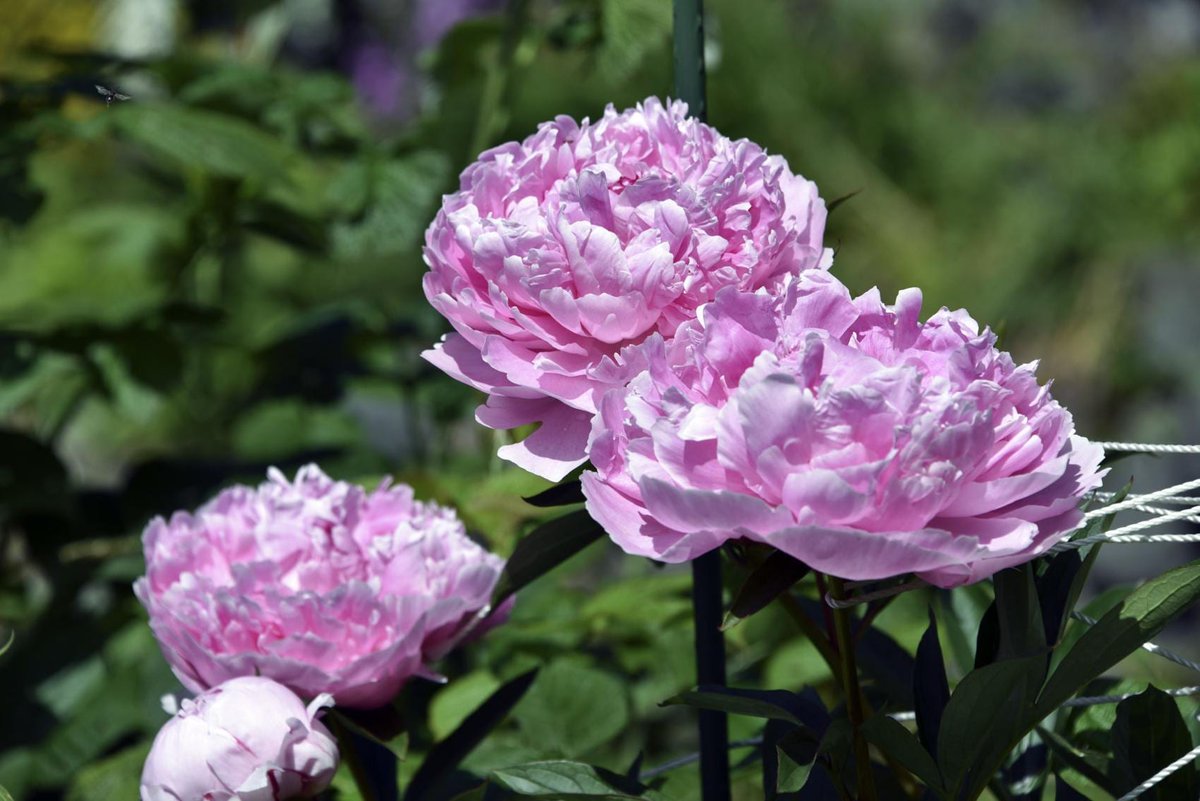 Kenneth John Gill aka Gillfoto By John Creed

No one knows whether Alaska’s flourishing peony industry might keep booming or go bust this year. superfloral.com/rss-feeds/grow…