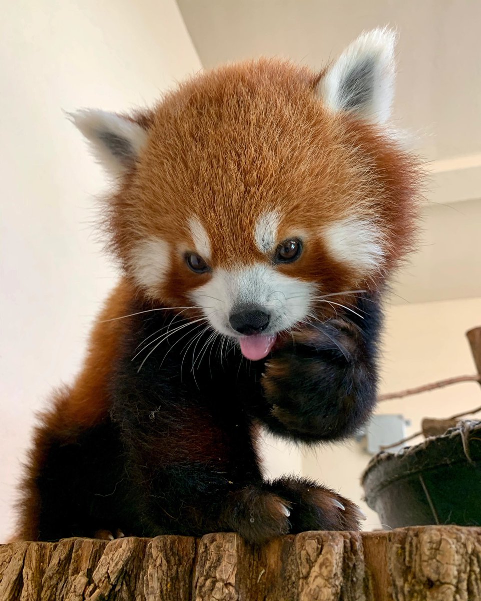 okczoo's tweet photo. Looking good, Ravi! Ravi has completed his grooming session and is ready to greet his fans on the OKC Zoo's Red Panda Cam, available to watch in real-time at https://t.co/sI5nenMm0b!

📸: Kyla Flatley, carnivore caretaker https://t.co/5IAHB3lCE5