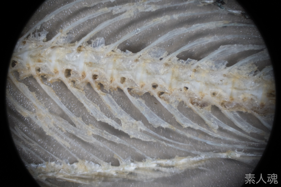 素人魂 いたちょ サンマの全身骨格 その1 アユの頭骨もゴールが見えてきたので サンマ Cololabis Saira に着手 よく 骨格標本のように食べる みたいな表現を見るけれど 実際のところホネ取りからアプローチしたサンマの全身骨格って見たことないなと