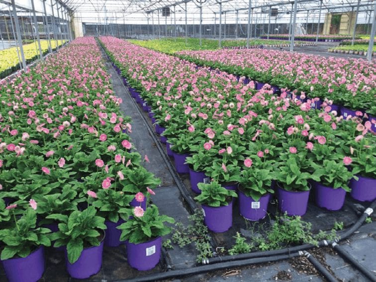 At Riverview Flower Farms, Gregg Meyer helped introduce new solutions to eliminate pest problems like chilli thrips, mealybugs and spider mites.

Subscribe In the Tampa/ St. superfloral.com/rss-feeds/grow…