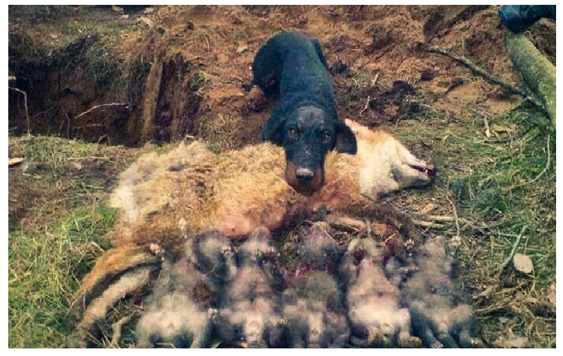 Unknown__2b's tweet photo. Man is the most insane species. 
He worships an invisible God 
and destroys a visible Nature.

Unaware that the Nature he is destroying
is this God he worshiping #Kill4Fun
#AnimalRights #StopTheHuntCunt
#BanKill4Fun #BanTrophyhunting https://t.co/lDfNKwKtP9